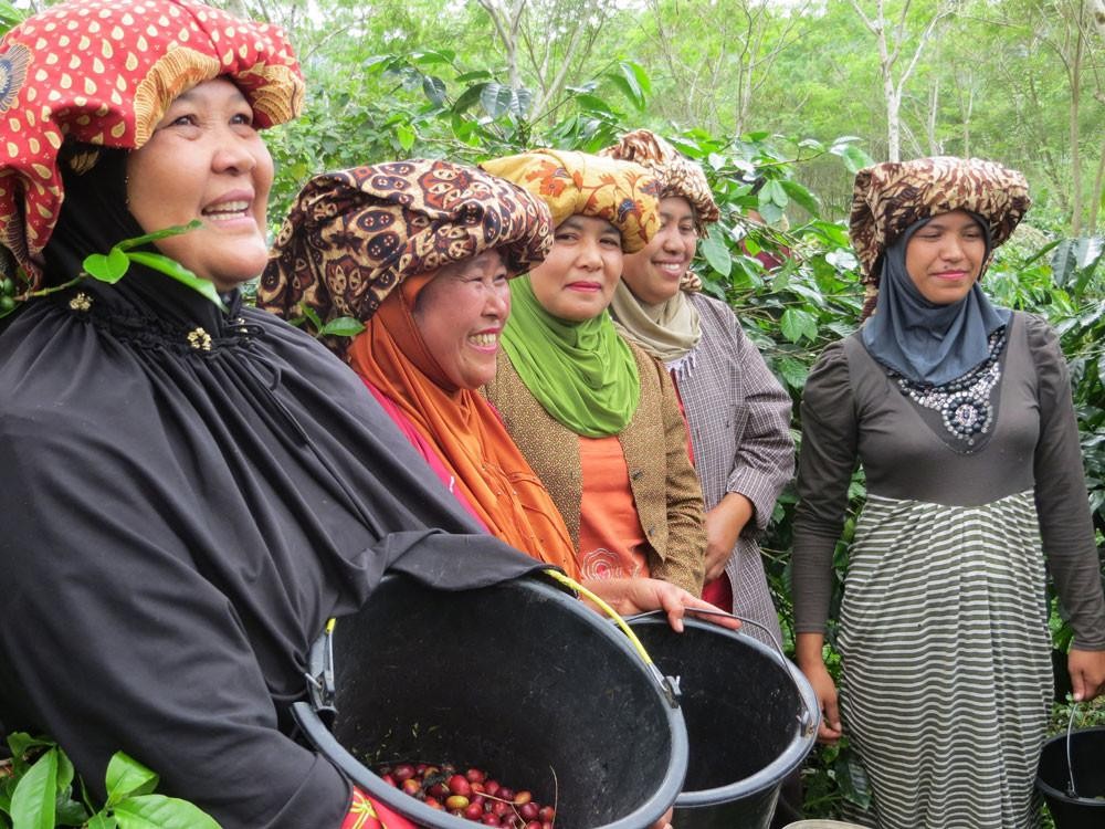 SUMATRA GAYO HIGHLAND TRIPLE PICKED