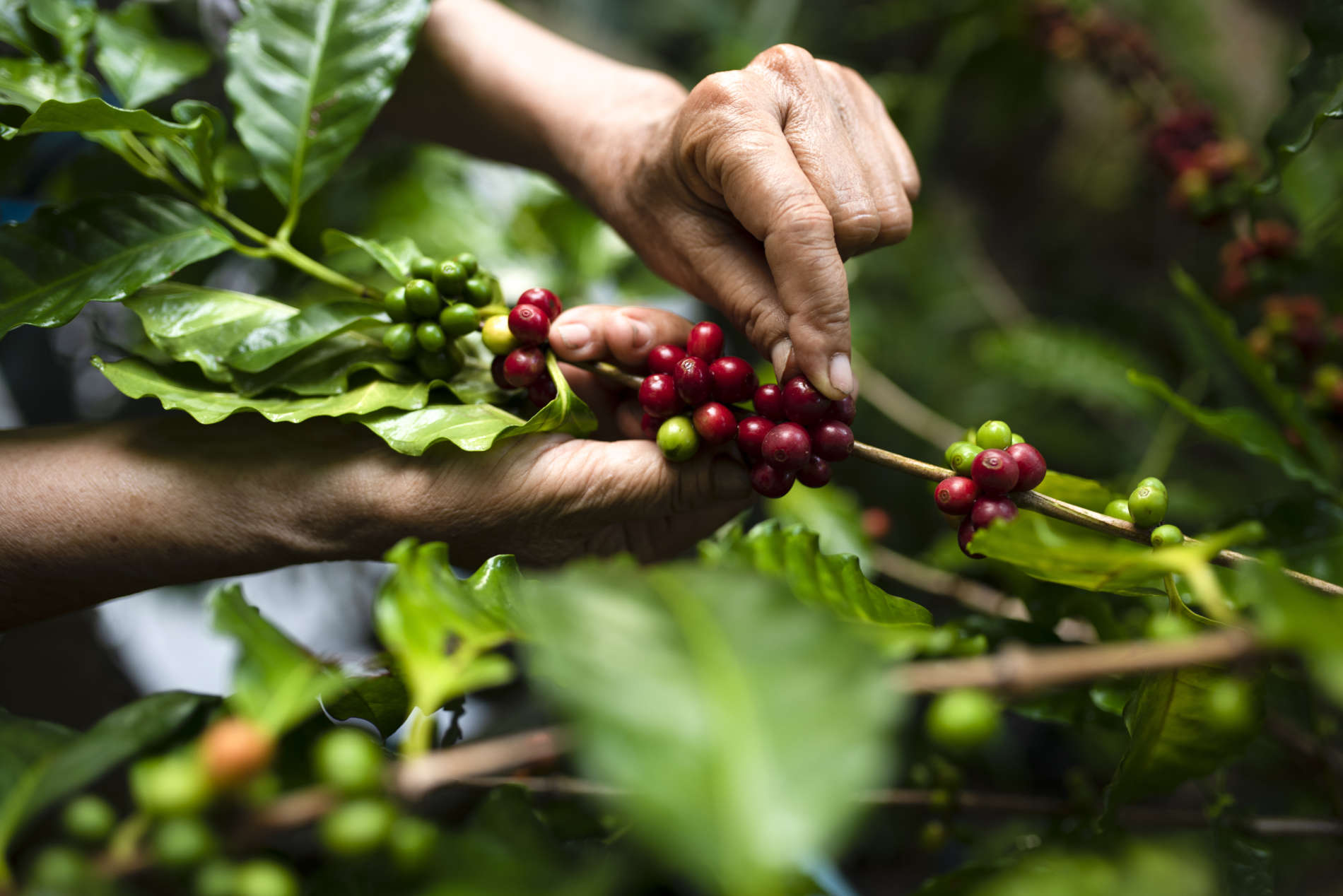 caffelab homepage